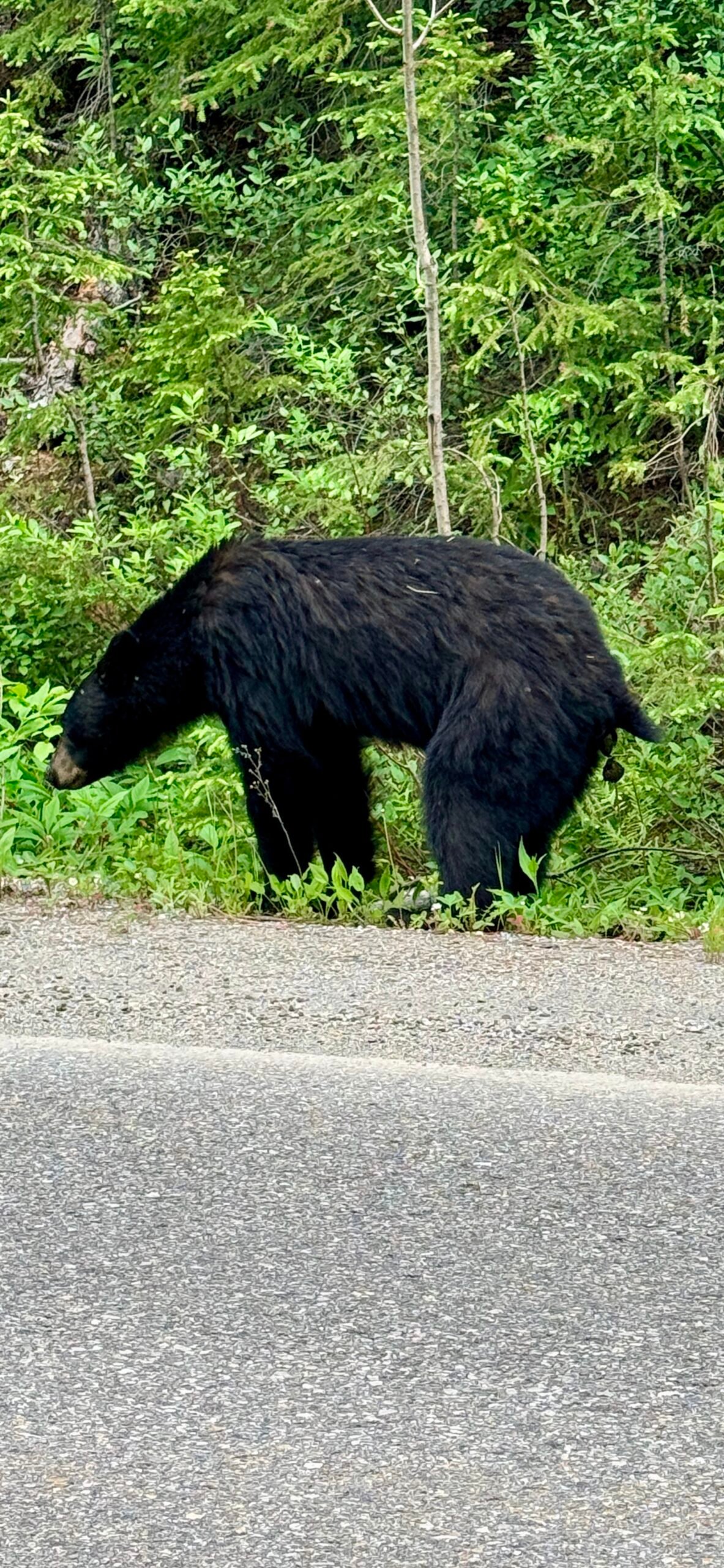 Wildlife, Canada